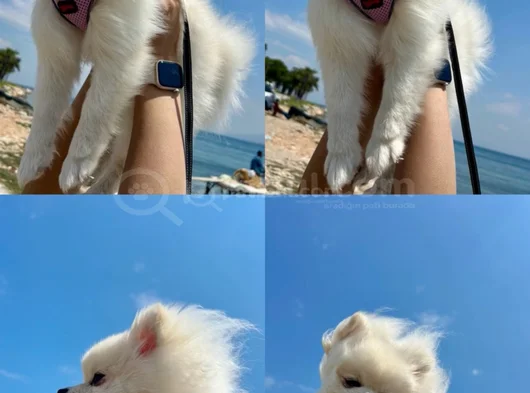 8 Aylık Kızımız Sahiplendirilecektir görsel