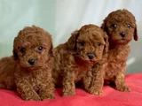 Anne altından toy poodle bebekleri