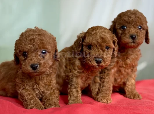 Anne Altından Toy Poodle Bebekleri