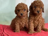 Anne Altından Toy Poodle Bebekleri