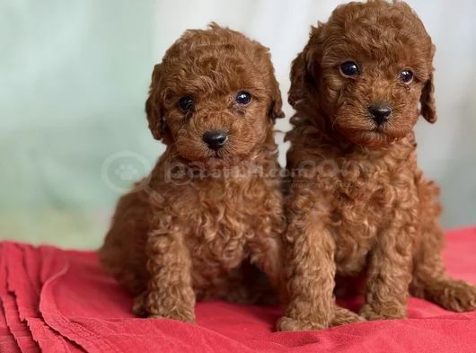 Anne Altından Toy Poodle Bebekleri görsel