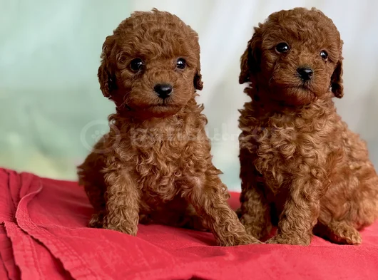 Anne Altından Toy Poodle Bebekleri görsel
