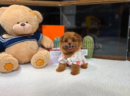 Kore Maltipoo Yavrularımız görsel