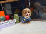Kore Maltipoo Yavrularımız