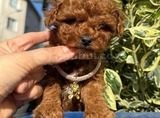 TOY POODLE BEBEKLERİ GELMİŞTİR