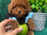 Tcap Ve Toy Poodle Irk Ve Sağlik Garanti̇li̇