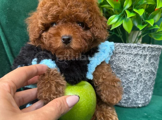 Tcap Ve Toy Poodle Irk Ve Sağlik Garanti̇li̇ görsel