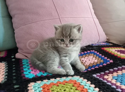 Bal Ve Kaymak Kaçirilmiyacak Güzelli̇kler görsel