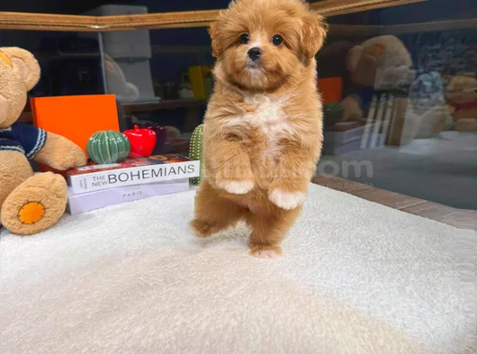 Kore Maltipoo Yavrularımız görsel