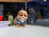 Kore Maltipoo Yavrularımız