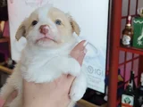 Irk Garantili Safkan Border Collie Yavrusu