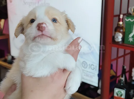 Irk Garantili Safkan Border Collie Yavrusu görsel