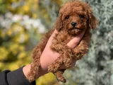 Kendi köpegimin yavruları