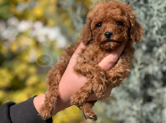 Kendi Köpegimin Yavruları