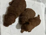 Erkek Ve Dişi Kore Poddle Teacbup