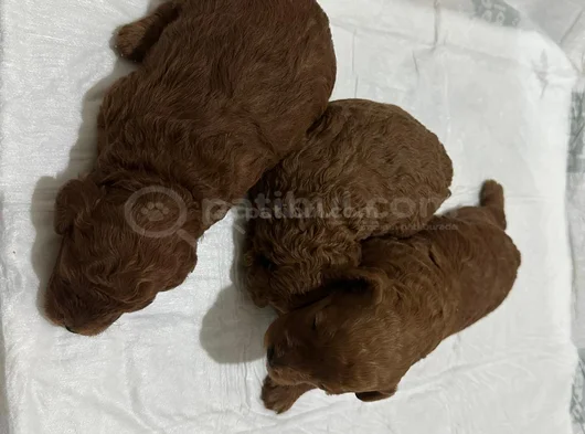 Erkek Ve Dişi Kore Poddle Teacbup görsel