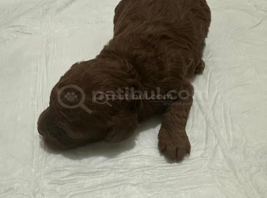 Erkek Ve Dişi Kore Poddle Teacbup görsel