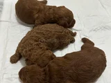 Erkek ve dişi Kore poddle teacbup