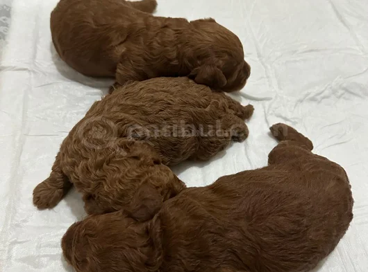 Erkek Ve Dişi Kore Poddle Teacbup