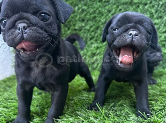 Pug Mops Burunsuzlar Tayfasi