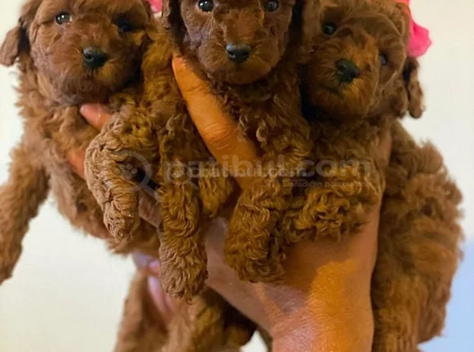 Zi̇yarete Açik Göz Alici Güzelli̇kteki̇ Poodle Bebekler görsel
