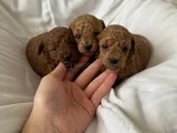 Dişi Ve Erkek Kore Toy Poodle Bebekler