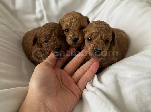 Dişi Ve Erkek Kore Toy Poodle Bebekler görsel