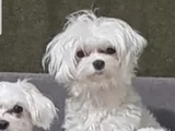 Petmode Köpek Çifrtliğinden Tea Cup Kore Maltese