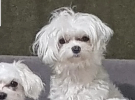 Petmode Köpek Çifrtliğinden Tea Cup Kore Maltese görsel