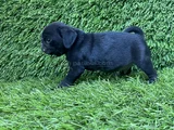 Pug Mops Burunsuzlar Tayfasi