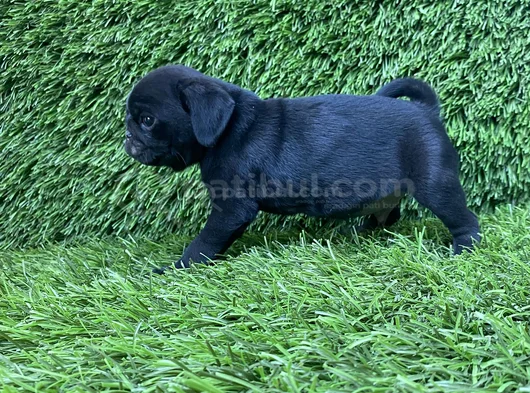 Pug Mops Burunsuzlar Tayfasi görsel