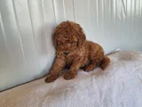 Ankaranın En Elit Minyatür Poodle Yavruları Ziyarete Açık