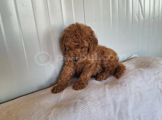 Ankaranın En Elit Minyatür Poodle Yavruları Ziyarete Açık görsel