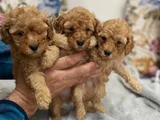 Ankaranın En Elit Minyatür Poodle Yavruları Ziyarete Açık