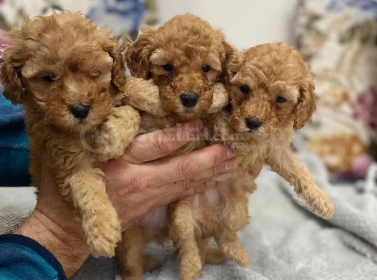 Ankaranın En Elit Minyatür Poodle Yavruları Ziyarete Açık görsel