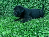 Pug Mops Burunsuzlar Tayfasi
