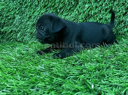 Pug Mops Burunsuzlar Tayfasi görsel
