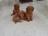 Ankaranın En Elit Minyatür Poodle Yavruları Ziyarete Açık