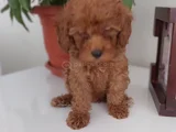 Ankaranın En Elit Minyatür Poodle Yavruları Ziyarete Açık