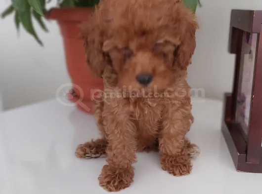 Ankaranın En Elit Minyatür Poodle Yavruları Ziyarete Açık görsel