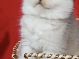 Show Kalite Scottish Fold Silver