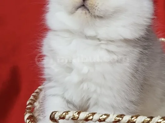 Show Kalite Scottish Fold Silver görsel