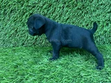 Pug Mops Burunsuzlar Tayfasi