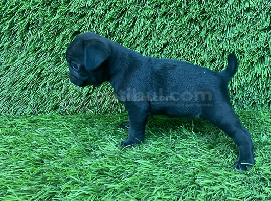 Pug Mops Burunsuzlar Tayfasi görsel