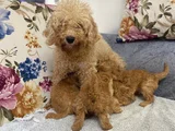 Ankaranın En Elit Minyatür Poodle Yavruları Ziyarete Açık