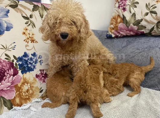 Ankaranın En Elit Minyatür Poodle Yavruları Ziyarete Açık görsel