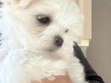 Petmode Köpek Çifrtliğinden Tea Cup Kore Maltese