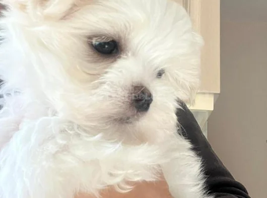 Petmode Köpek Çifrtliğinden Tea Cup Kore Maltese görsel
