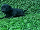 Pug Mops Burunsuzlar Tayfasi