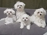 Petmode Köpek Çifrtliğinden Tea Cup Kore maltese